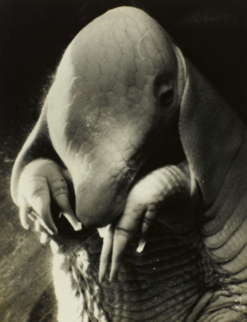 Dora Maar, Père Ubu, 1936, Francia, Parigi, Centre Pompidou