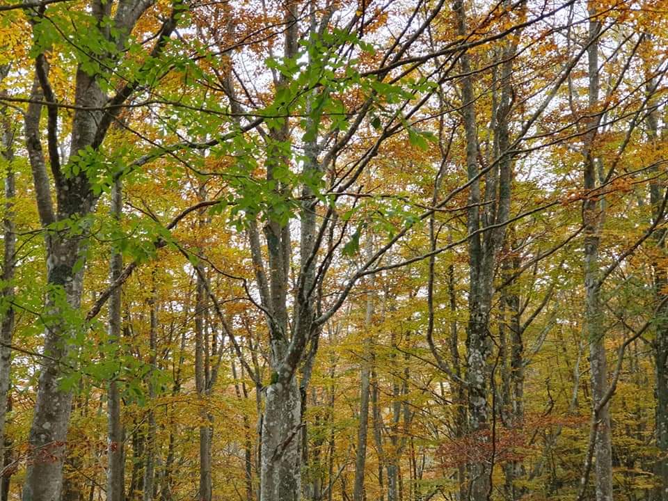 Foreste Casentinesi 